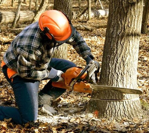 Tree Removal in Forsyth, IL